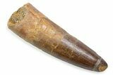 Fossil Spinosaurus Tooth - Feeding Worn Tooth #372883-1